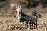 YORKSHIRE TERRIER 253